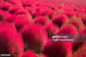 Image result for Scoparia