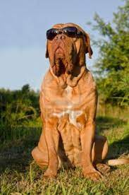 Serious Dog Of Dogue De Bordeaux Breed Wearing Black Glasses Bordeaux Dog Dogs Working Dogs
