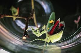 Jeweled flower mantis (creobroter gemmatus) photo no. Creobroter Gemmatus Common Name Jeweled Flower Mantis Or Indian Flower Mantis Is A Species Of Praying Mantis Native To Indian Flowers Praying Mantis Insects