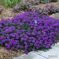 It can grow nearly anywhere in the continental united states and its white flower color kicks in just as. 59 Plants I Have In My Alabama Garden Ideas Plants Garden Low Maintenance Plants