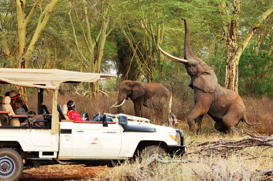5 Days Amboseli and Tsavo Wildlife Safari