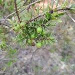 Image result for Vaccinium madagascariense