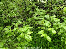 Image result for Turraea robusta