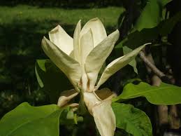 In its own category is oyama magnolia (m. Magnolia Tripetala Umbrella Tree Npin