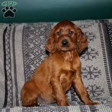 Find english setters for sale on oodle classifieds. Irish Setter Puppies For Sale Greenfield Puppies Irish Setter Puppy Setter Puppies Irish Setter Dogs