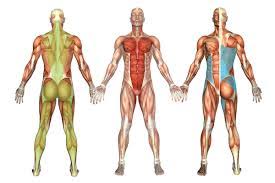 It is impossible to talk about hanna somatic education without discussing the man who developed it, thomas hanna phd. Somatics Sun Moon Yoga