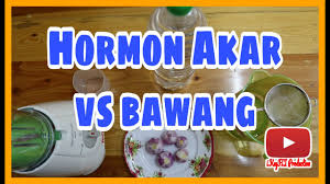 Cara buat em 1 sendiri guna air basuhan beras dan susu homemade yakult lactobacillus. Hormon Penggalak Akar Youtube
