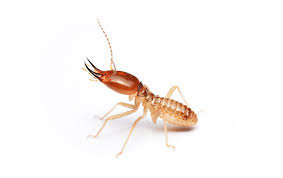 3 reasons to choose eastern pest services. Termites Pest Library