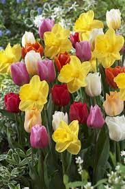 American Meadows Blog Daffodils Daffodil Bulbs Spring Flowering Bulbs