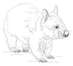 Pin On Australian Tasmanian Animals