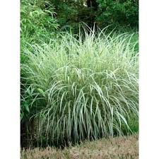 Miscanthus Sinensis Variegatus Weissbuntes Chinaschilf Baumschule Newgarden Garten Pflanzen Garten Garten Ideen