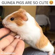 New ultimate cute mini pigs & micro pigs compilation 2018 _ try not to laugh funny pet videos fpv. Guinea Pigs Are Actually Soooo Adorable Buzzfeed Animals