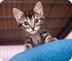 Volunteer run for over 40 years! Pin On Cats For Adoption