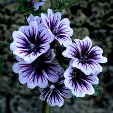 Image result for Malva