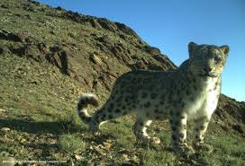88 hungry leopard stock video clips in 4k and hd for creative projects. My Dream Is To Conserve All The Living Things On Earth Snow Leopard Trust