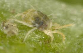 Image result for spotted spider mite