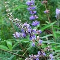 Image result for Vitex amaniensis