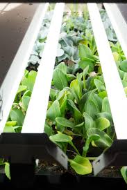 Assembling your own grow light stand will allow you to grow higher quality seedlings at home, which will save you money long term, especially if you have a large garden! How To Make Your Own Diy Seed Grow Light Stand Brooklyn Farm Girl