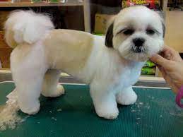 Teddy bear cut this haircut style is a cross between a maltese puppy cut and a standard cocker spaniel cut. 20 Malshi Haircuts Ideas Shih Tzu Puppy Shih Tzu Haircuts Shih Tzu Dog