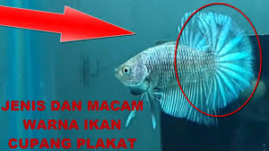 Ia juga ikan air tawar dan terkadang hidup di selokan yang menggenang. Jenis Jenis Ikan Cupang Plakat Youtube