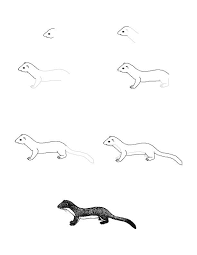 How To Draw A Long Tailed Weasel Lots Of Animal Drawing Tutorials On This Site Plus Information About Different T Cool Art Projects Animal Drawings Drawings