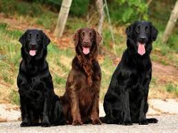 Check spelling or type a new query. Der Flat Coated Retriever Kein Hund Fur Couchpotatoes Snautz De