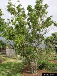 Image result for Sapindus saponaria