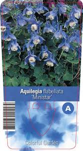 Image result for Aquilegia flabellata ministar