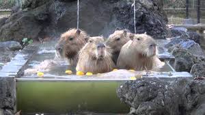カピバラ温泉 capybaras onsen カピバラ 温泉 カピバラ げっ歯類