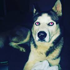 Has anyone seen a husky in the 19th and Iola area?