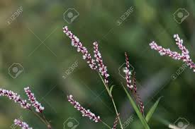 Image result for Persicaria setosula