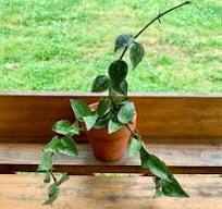 Plant how-to: how to propagate a Hoya — Stamen & Stem