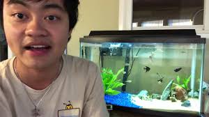 How To Zebrafish Glofish Danio Care Tankmates Breeding Part 1 Youtube