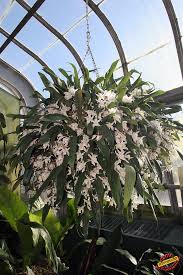 Image result for Asystasia glandulosa