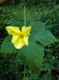 Image result for Peponium vogelii