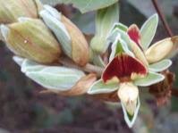 Image result for Rhynchosia albissima