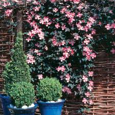 Maybe you would like to learn more about one of these? Buy Clematis Montana Elizabeth J Parker Dutch Bulbs