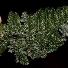 Image result for Hymenophyllum splendidum