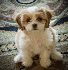 Cavachon The Complete Owners Guide To The Cavachon Breed
