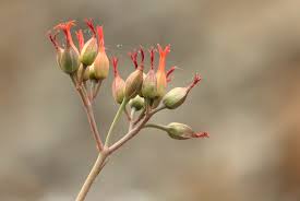 Image result for Kalanchoe rotundifolia
