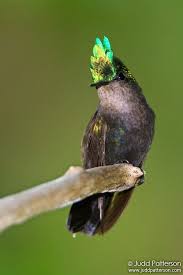 Pin On Birds