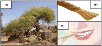 Image result for Salvadora persica