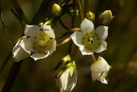 Image result for Swertia welwitschii