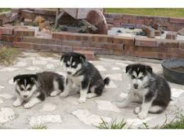 Essential alaskan malamute ownership tips on making your dog happy, healthy, and obedient Alaskan Malamute Puppies For Sale
