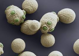National Geographic Blogs Microscopic Photography Yeast Electron Microscope Images