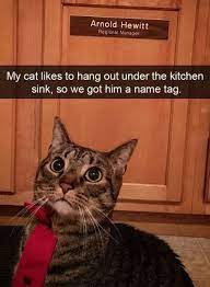 The Humor Train Cute Funny Animals Funny Cat Pictures Funny Cat Memes