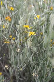 Image result for Osteospermum muricatum