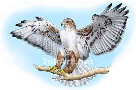 Full Color Illustration Of A Ferruginous Hawk Buteo Regalis Illustration Art Line Art
