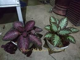 Sejatinya yang unik dari tanaman ini bukanlah karena bunganya, melainkan karena bentuk daunnya yang membentuk. Jual Begonia Bunga Cinta Abadi Bunga Gantung Di Lapak Yugo Nursery Orchids Bukalapak
