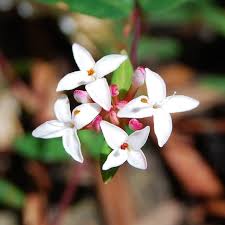 Pimelea Filiformis Australian Wildflowers Native Garden Australian Flora